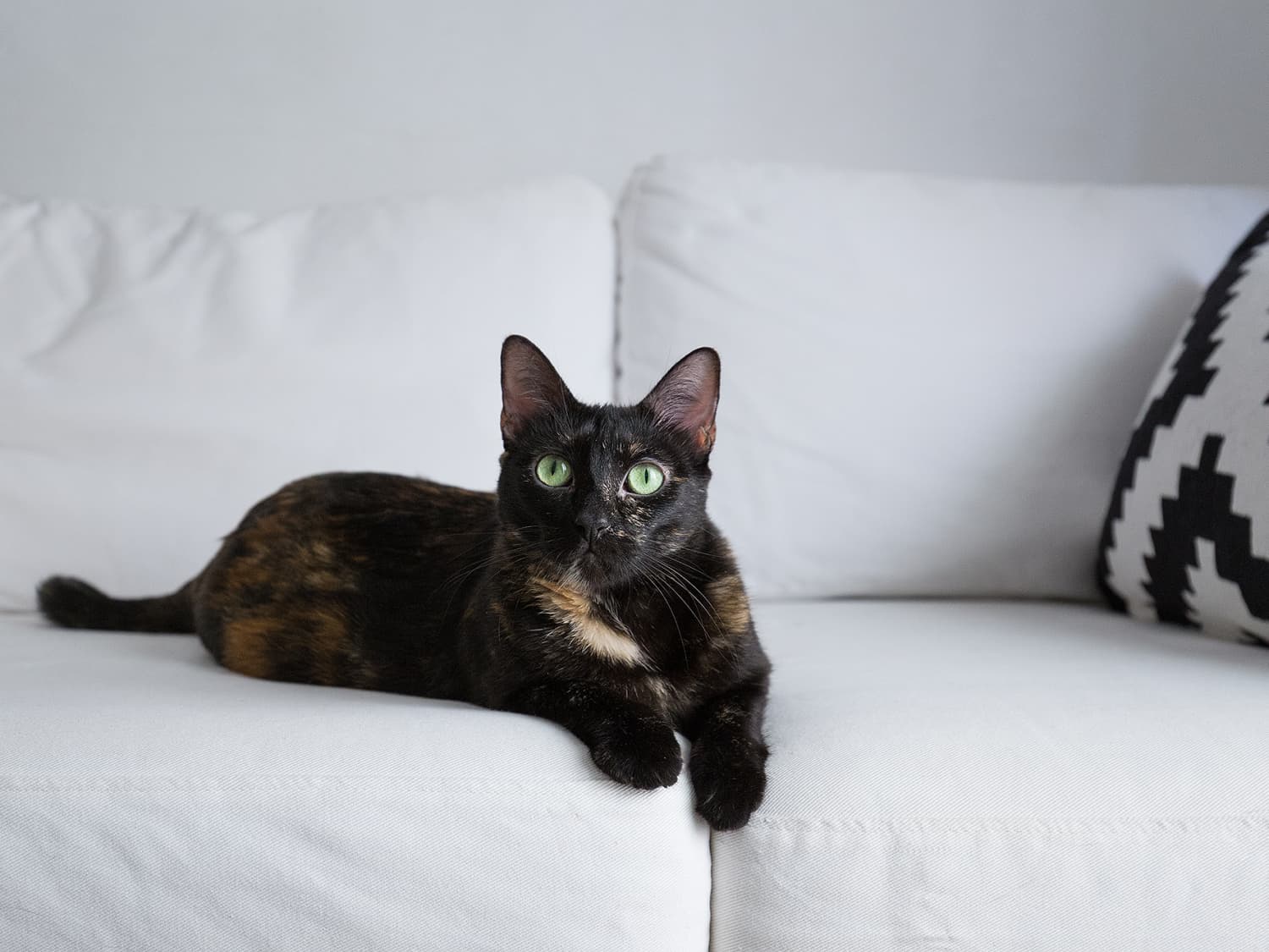 This Cat Tree Has Over 2 700 5 Star Reviews On Amazon Apartment