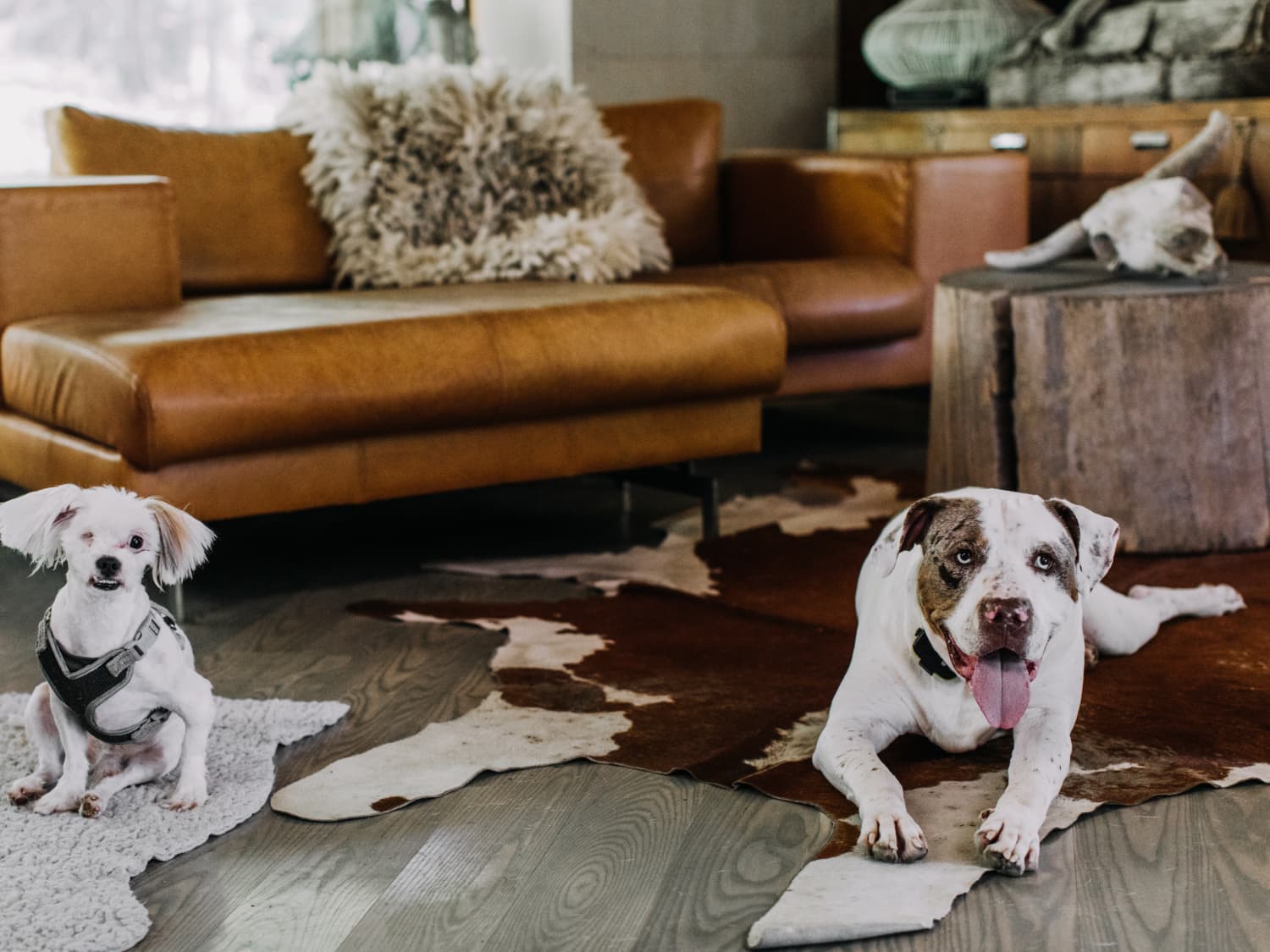 Fostering Dogs 12 Things You Need To Know Apartment Therapy