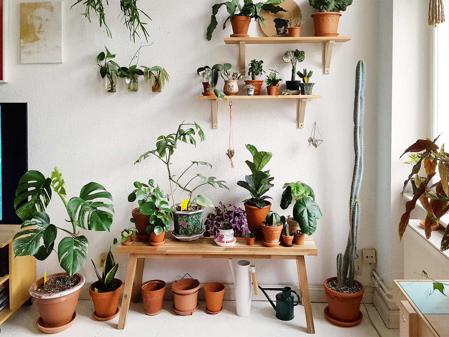 Prune Dead Parts From Your Plants Weekend Projects 2019
