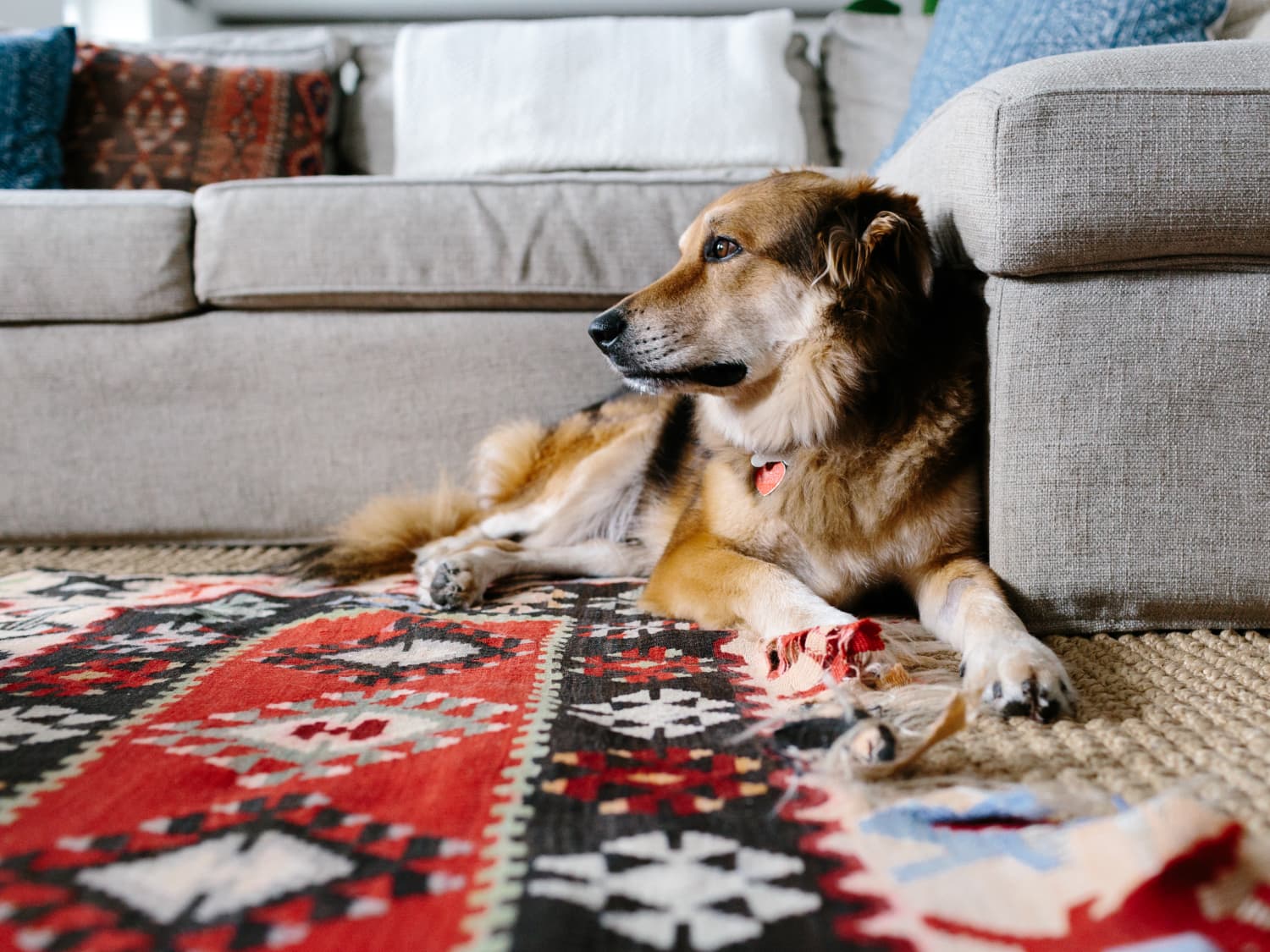 5 Best Rugs For Pets Top Pet Friendly Rugs Apartment Therapy