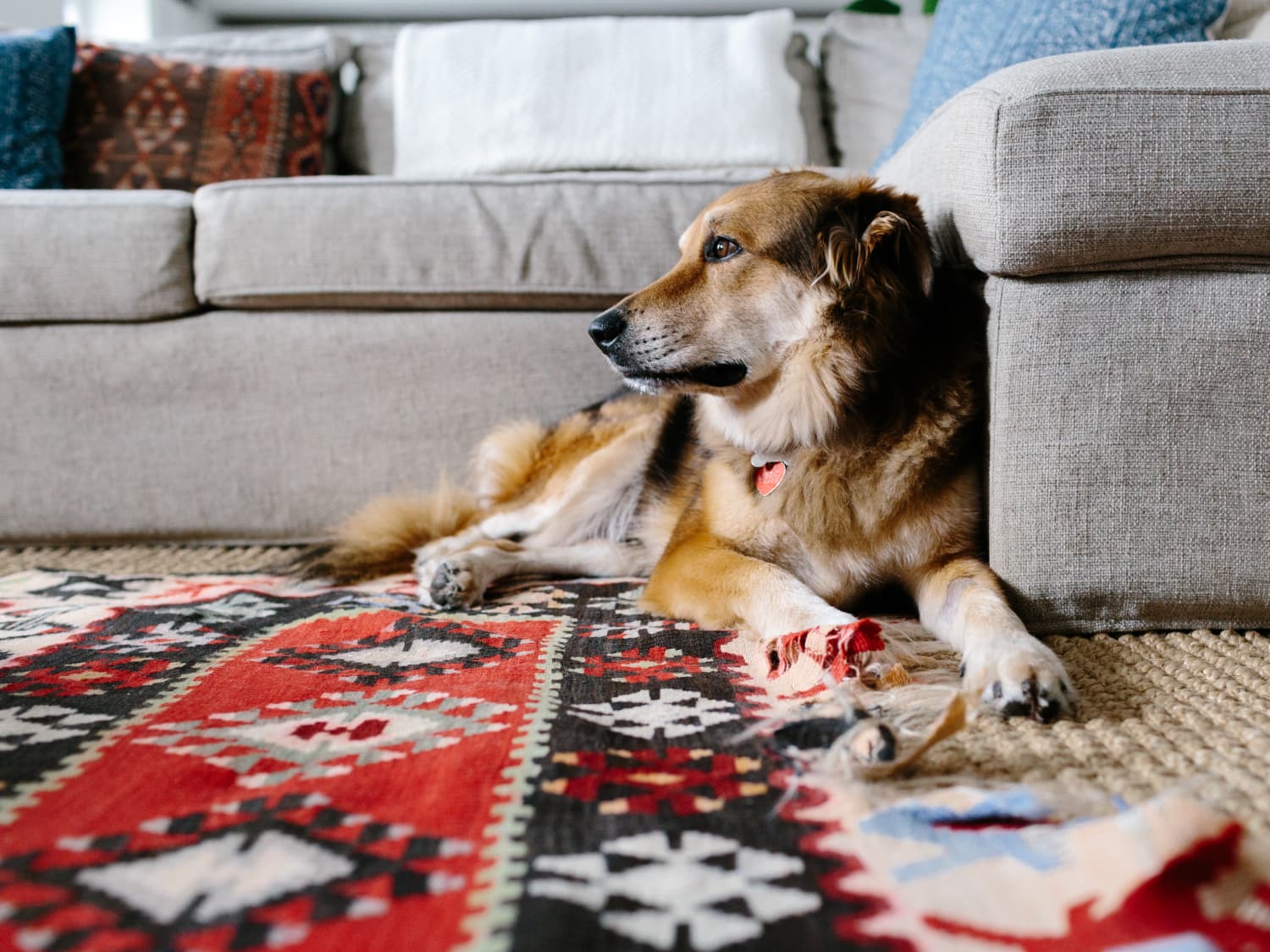 How Dog Owners Can Extend the Life of Their Carpet