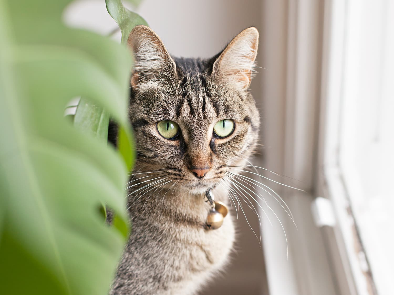 Plants That Are Toxic To Cats Dogs Houseplants Poisonous To