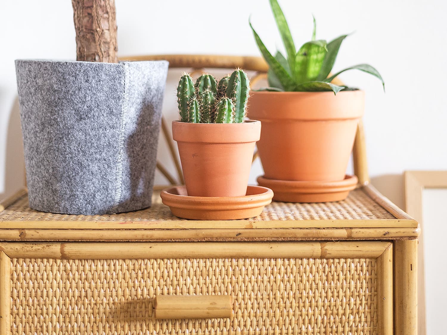 How To Care For Plants In Pots Without Drainage Holes Apartment Therapy