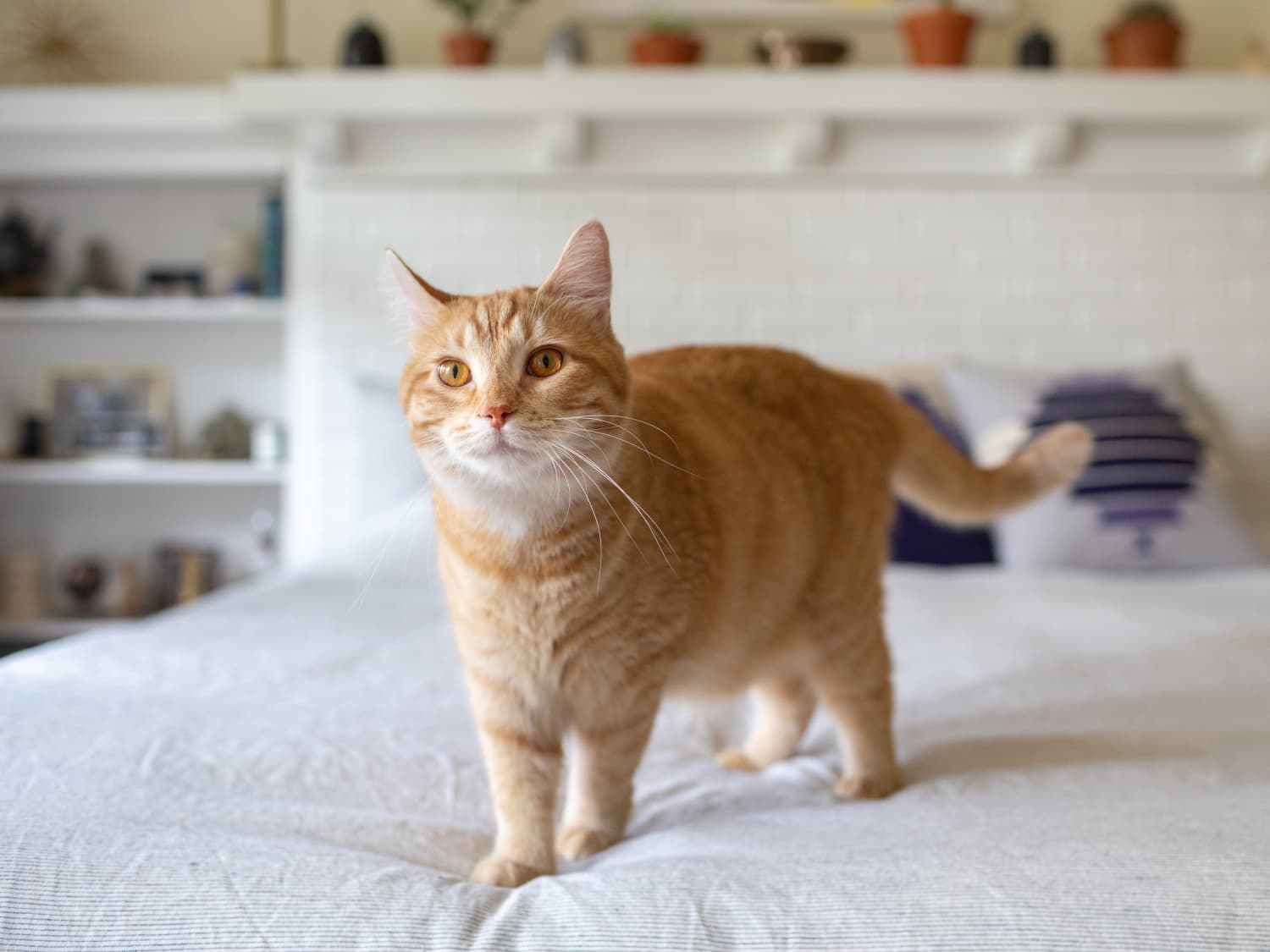 Quarantine Cat Film Festival Debuts On Friday Apartment Therapy
