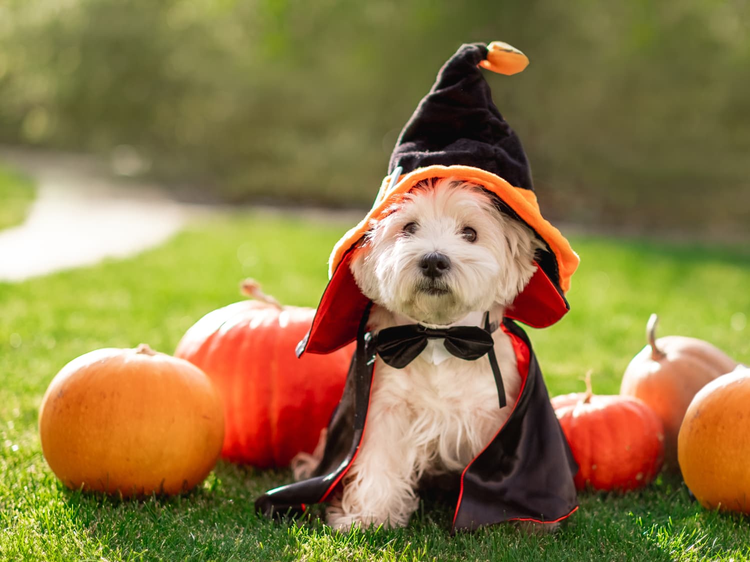 11 Spookily Adorable Halloween Dog Costumes | Apartment Therapy, image size:1500x1125
