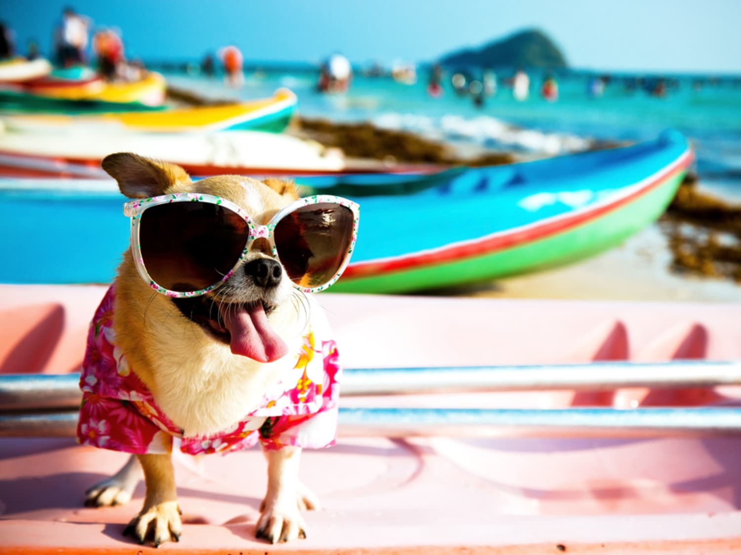 This Dog Cooling Collar Will Help