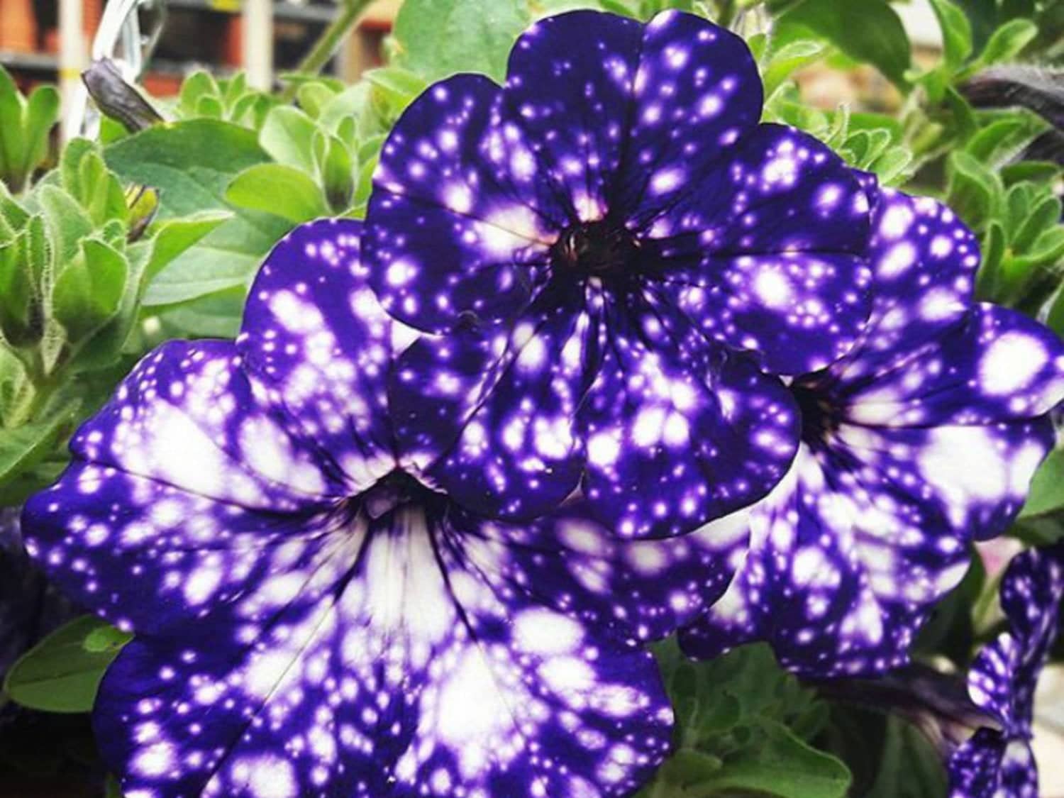 How to Grow Night Sky Petunias | Apartment Therapy