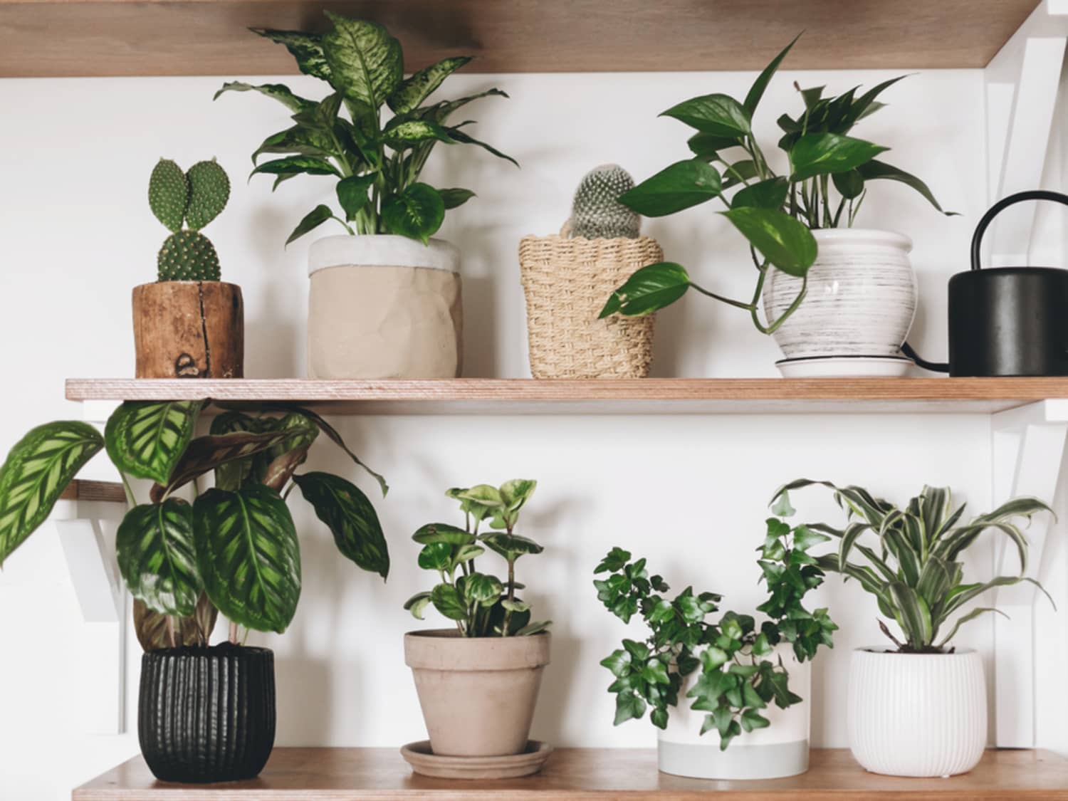 Indoor Plant Trends 2022