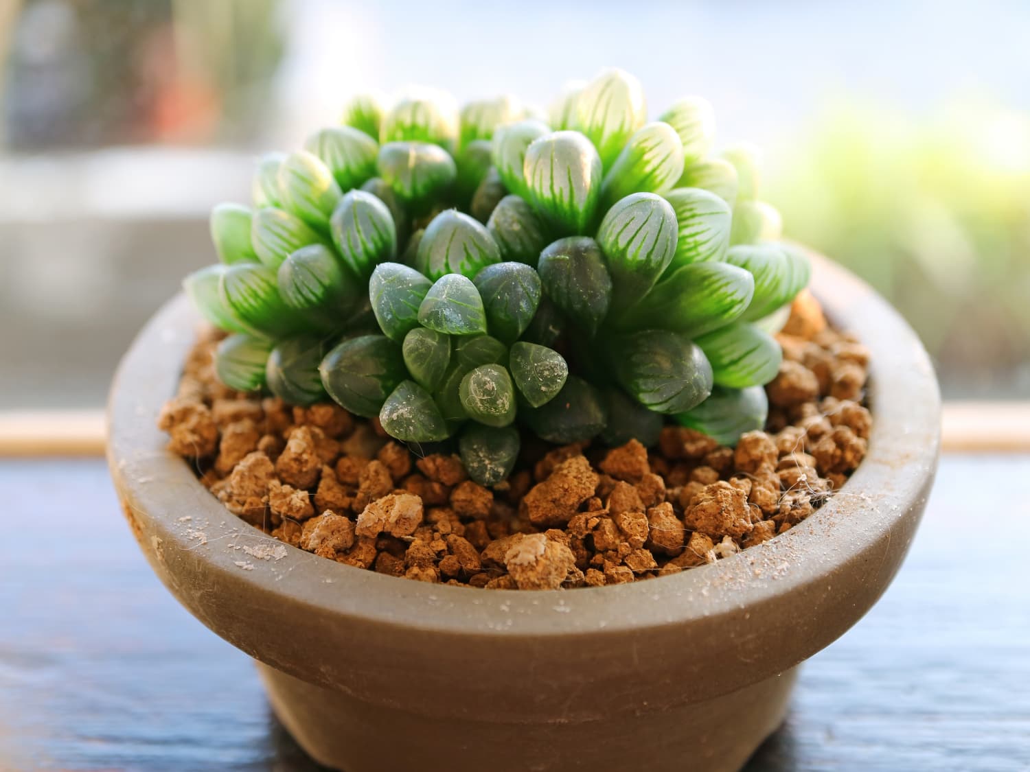cute planting pots Cute Kawaii Succulent Pot Couch Potato – Celestial Creations Studio main image 1