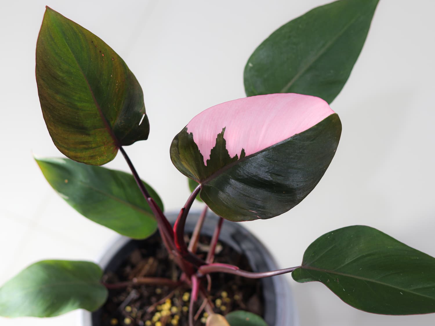 This Pink Plant Is So Sought After, Its Cuttings Sell for $100 | Apartment  Therapy