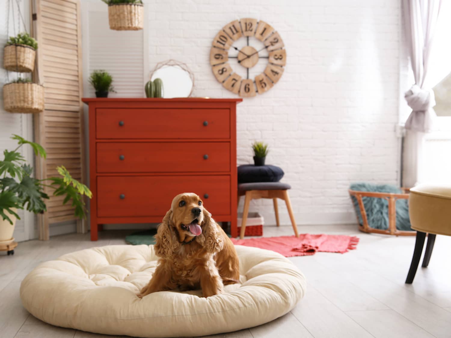 10 pet friendly interior tips for your home