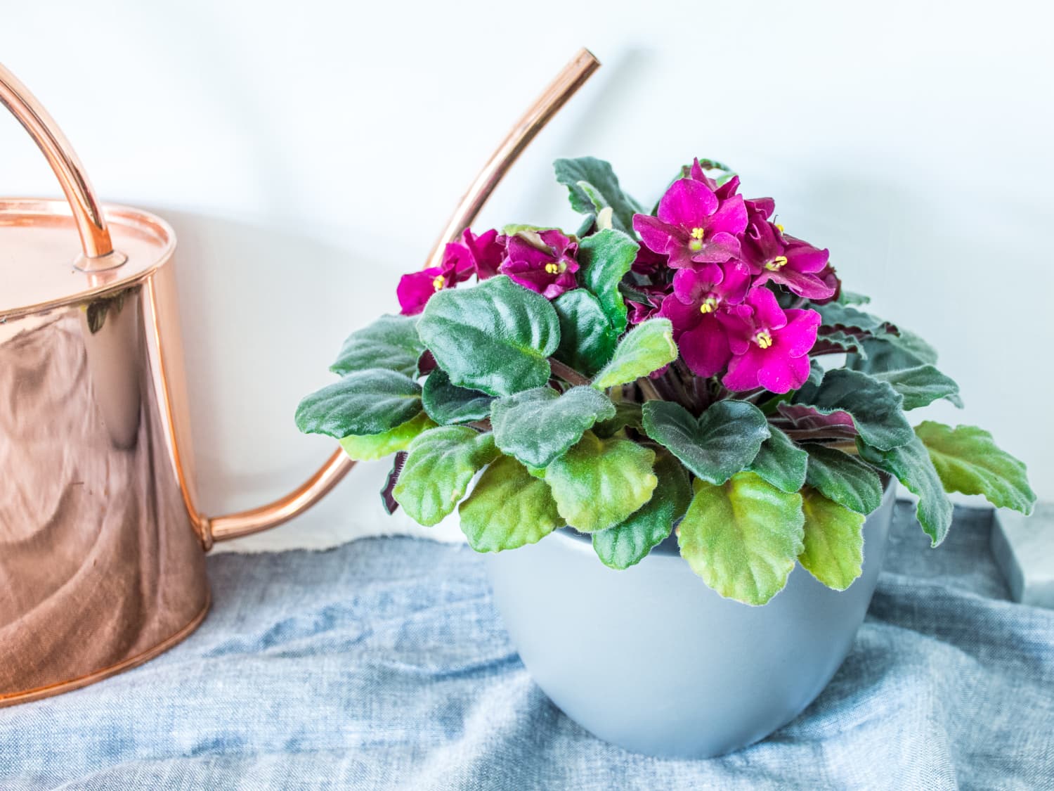 Violet shop indoor plant