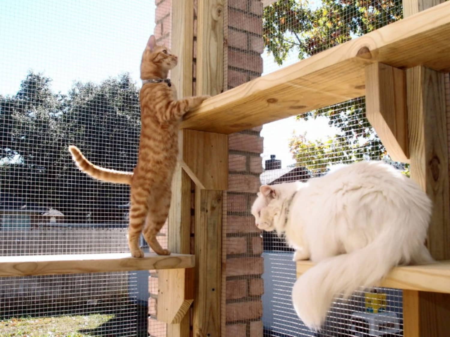 Catio for best sale renters