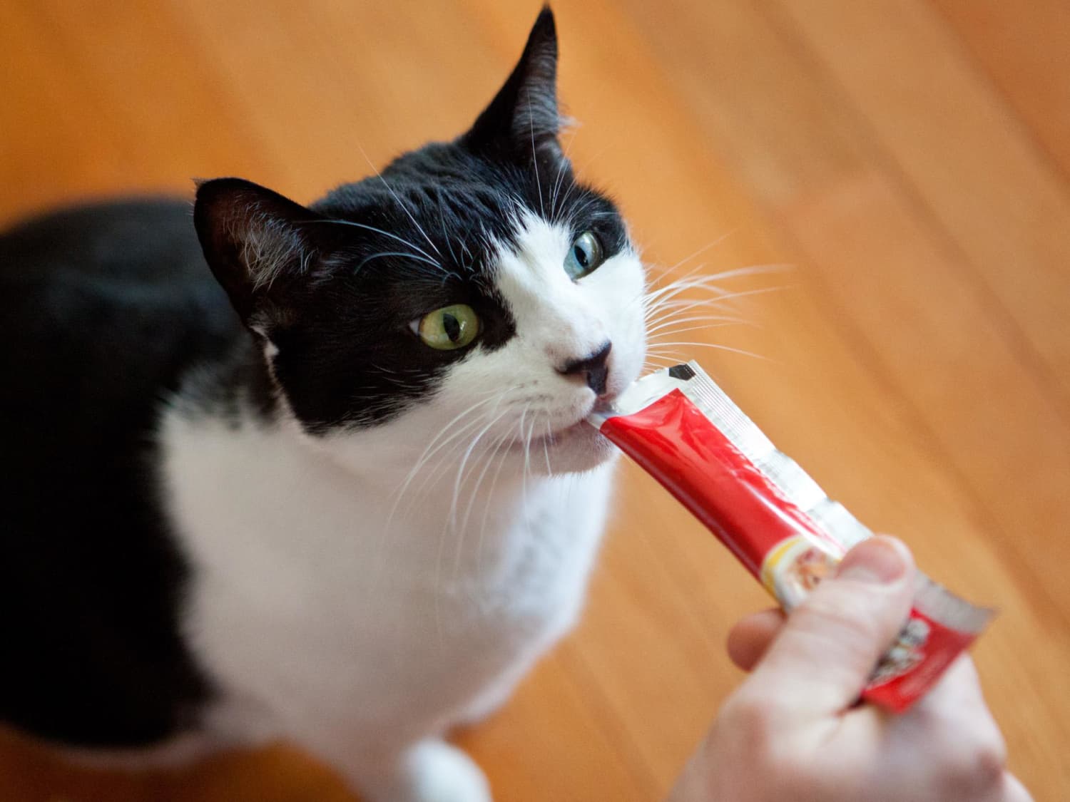 Squeeze tube cat treat hot sale