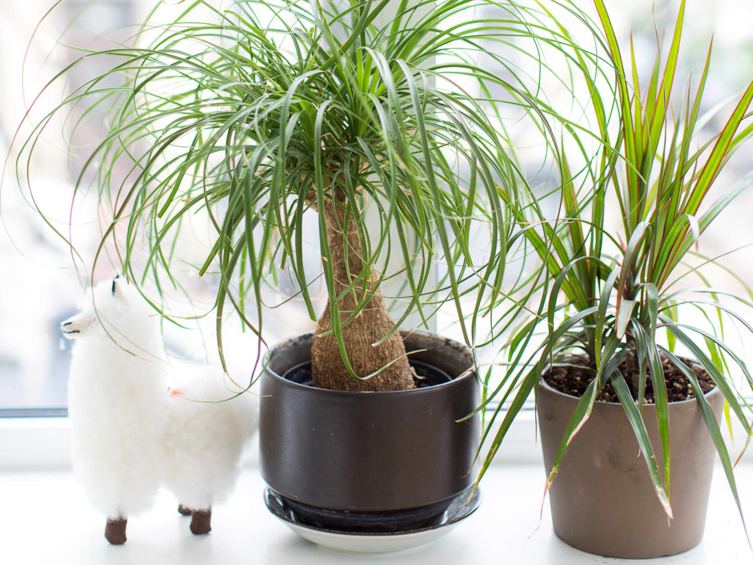 Ponytail palm toxic store
