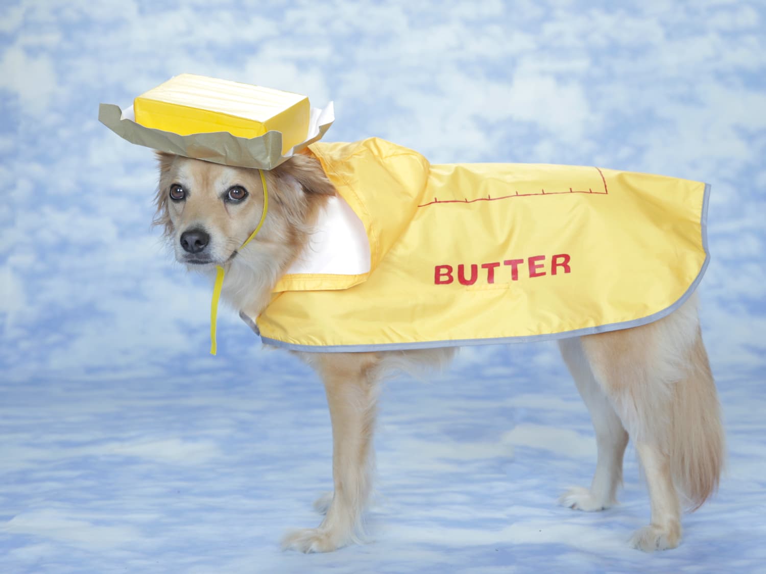 Stitch costumes for dogs best sale