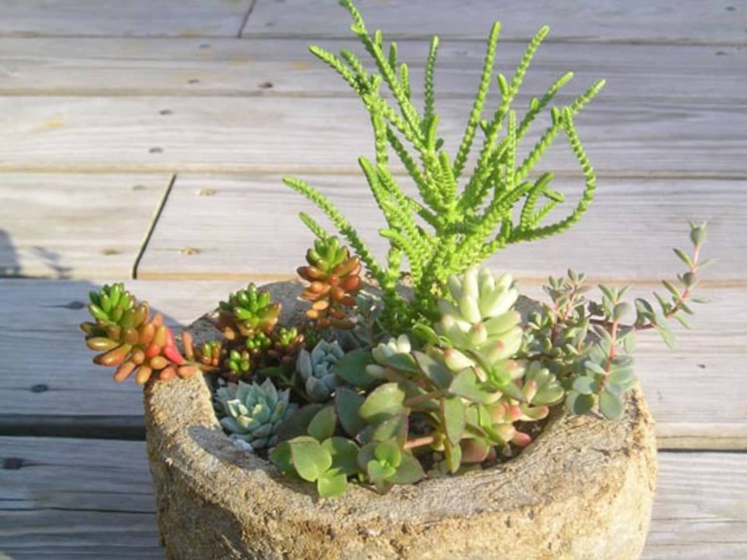 Plant Callus Types