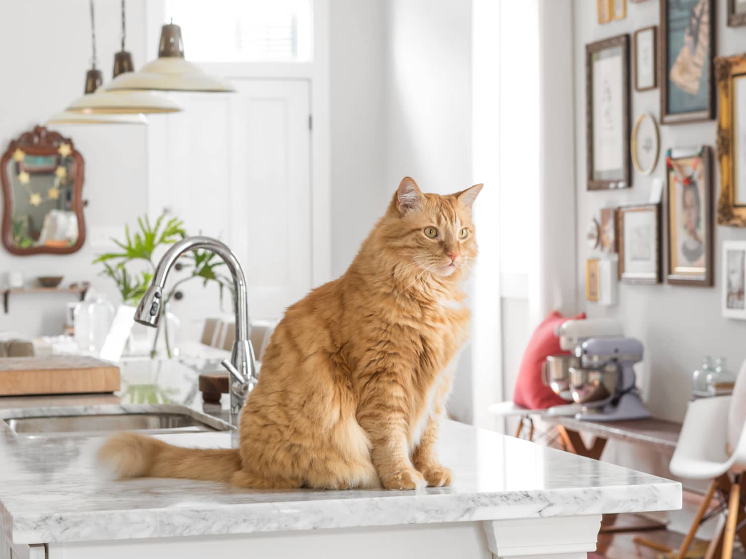 What can i do to keep my cat off the outlet counters