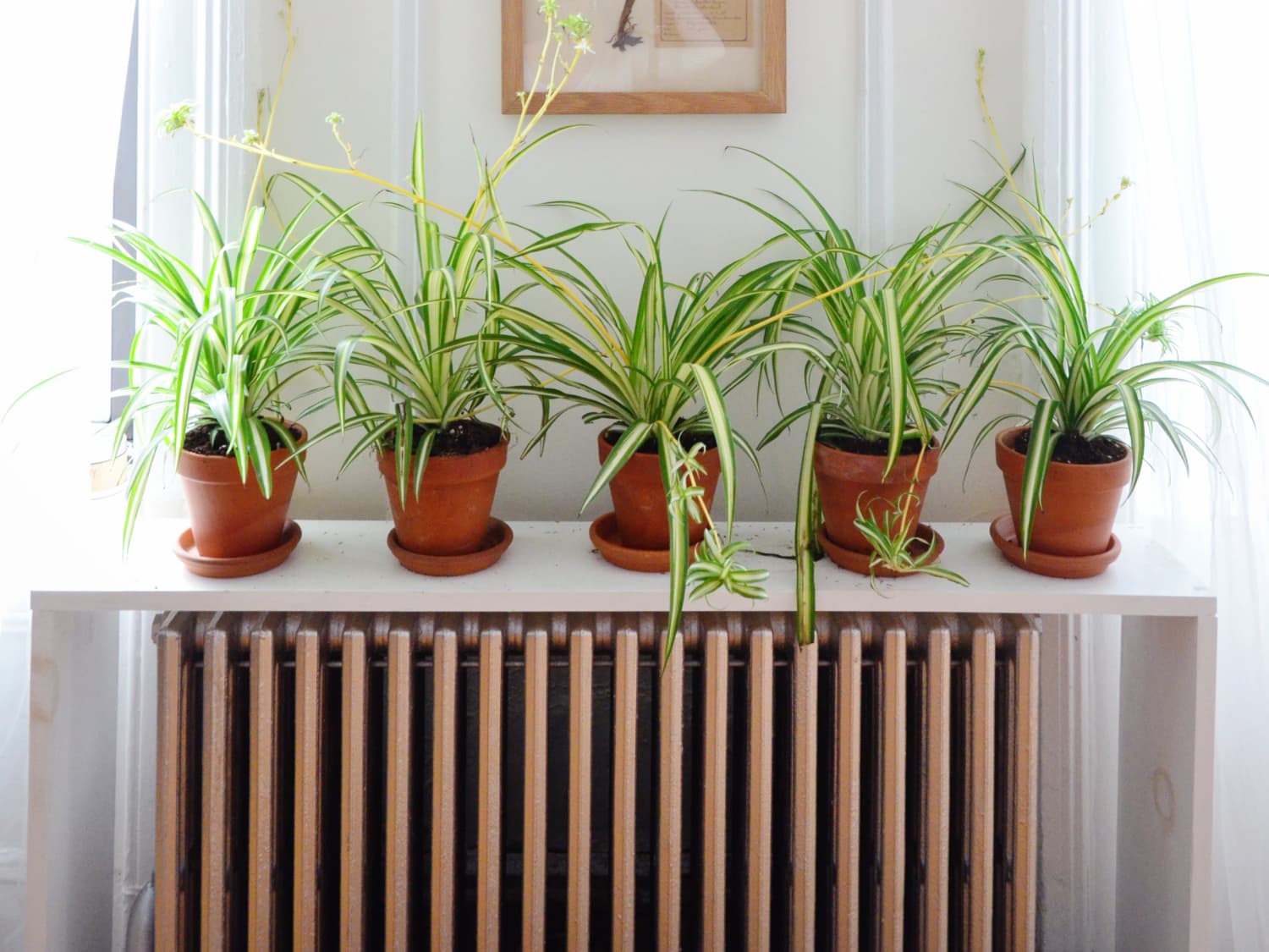Basement Bedroom Plants Basement bedroom ideas