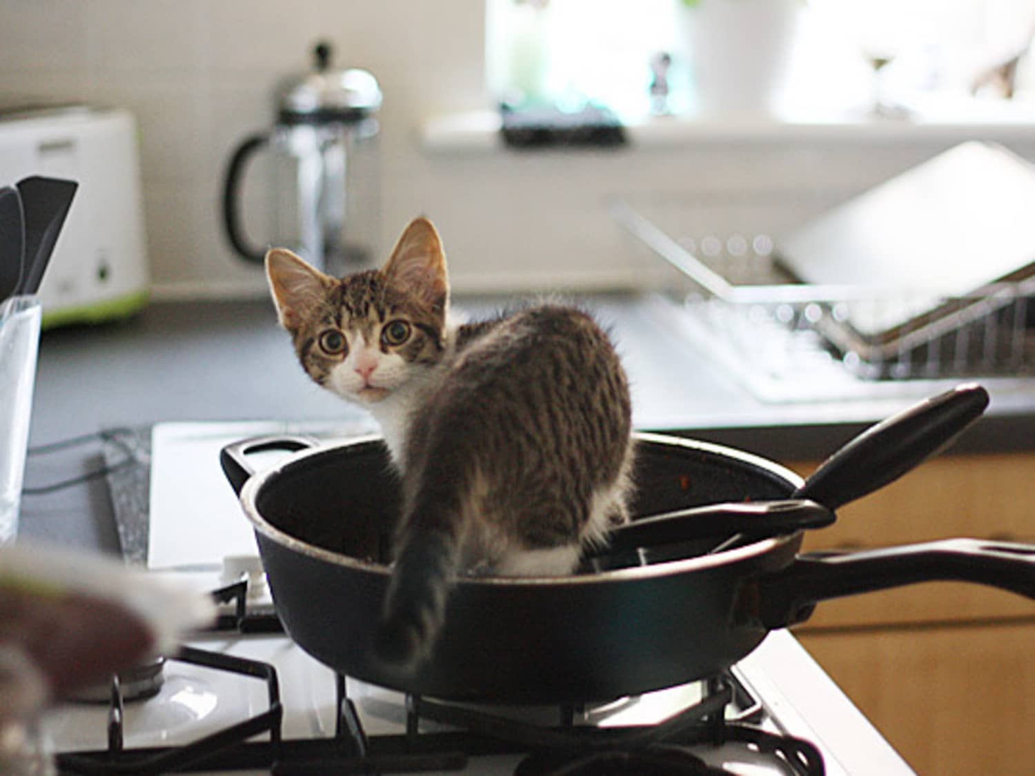 Cats in hotsell the kitchen
