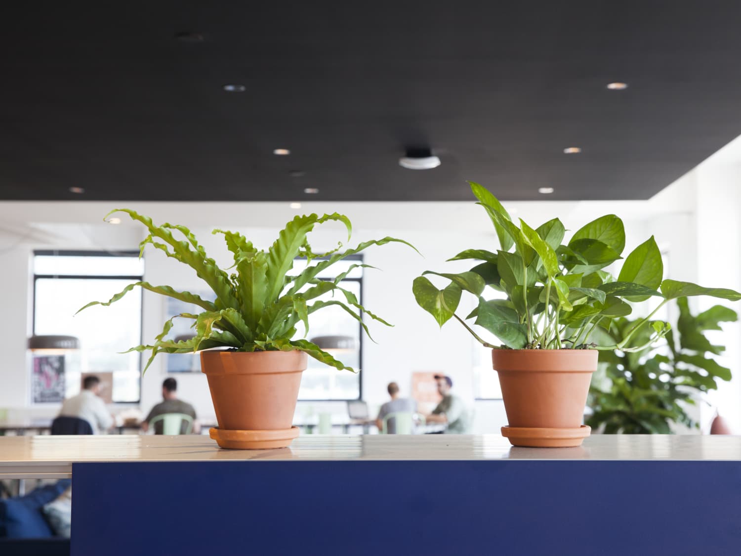 14 Best Office Plants Easy Plants to Keep on Your Desk