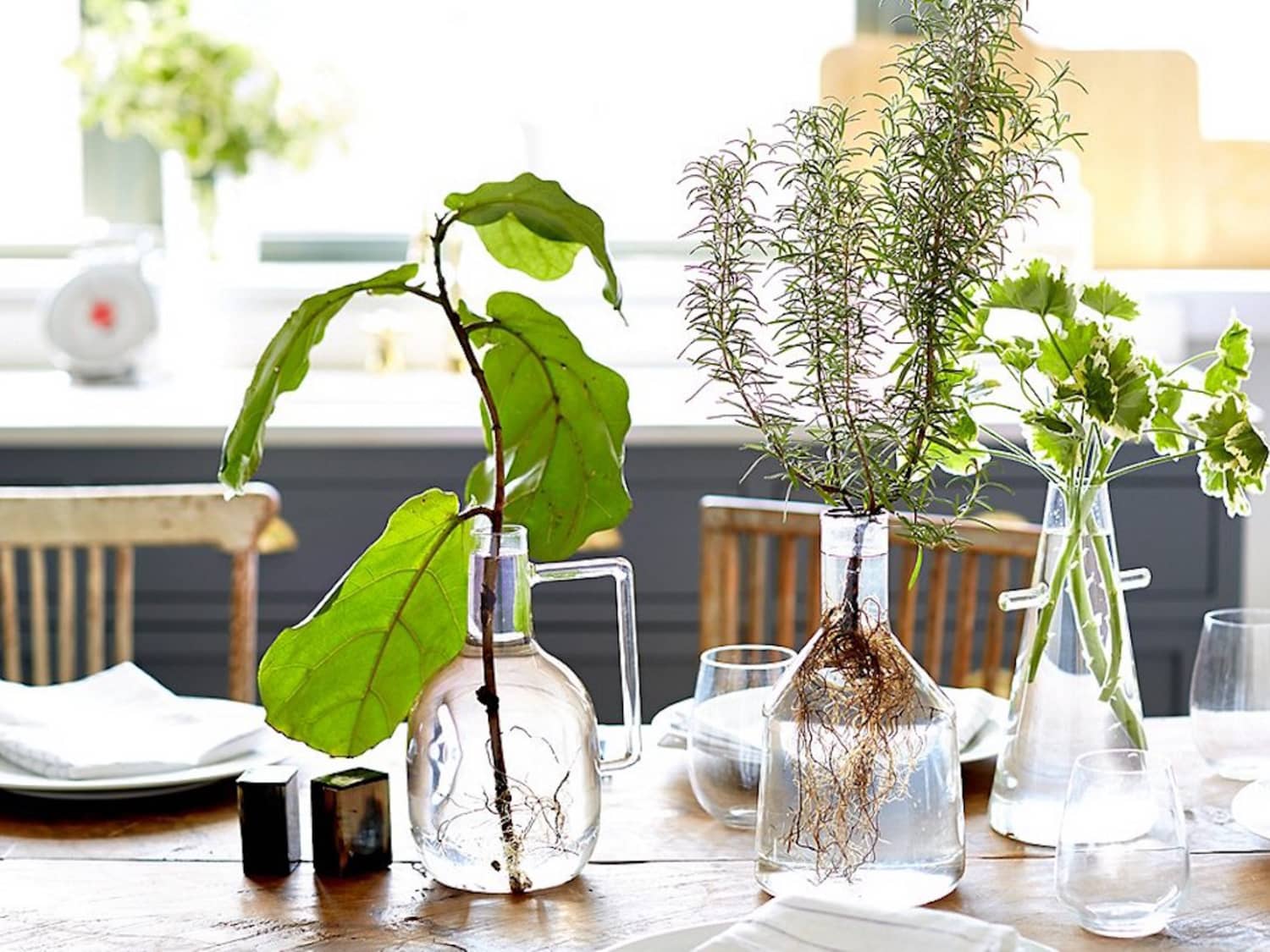 Plant in glass vase top