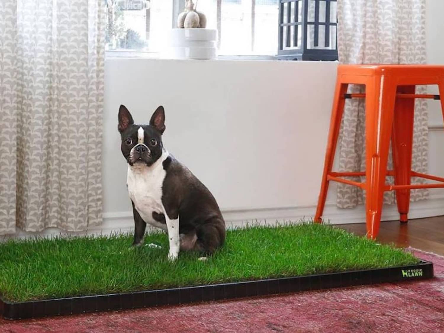 Indoor dog litter on sale