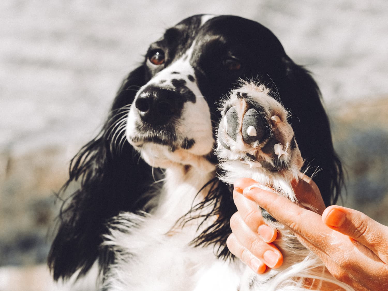 Mushers hot sale secret petco