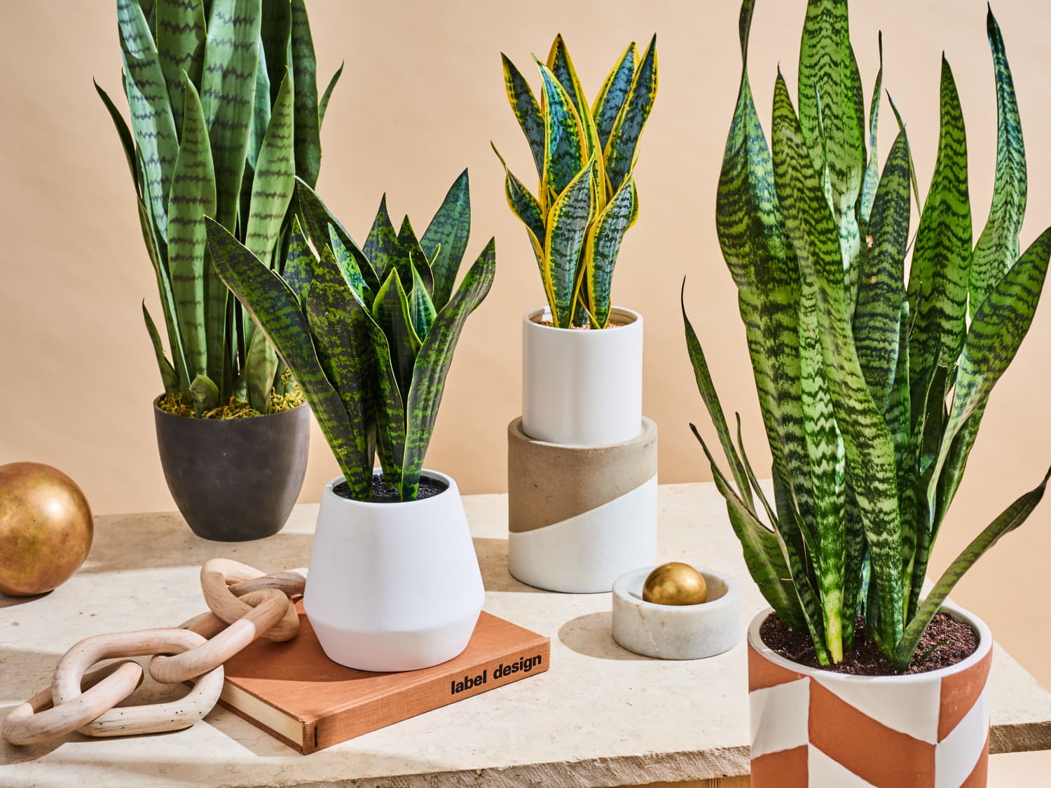 Mushroom in snake plant