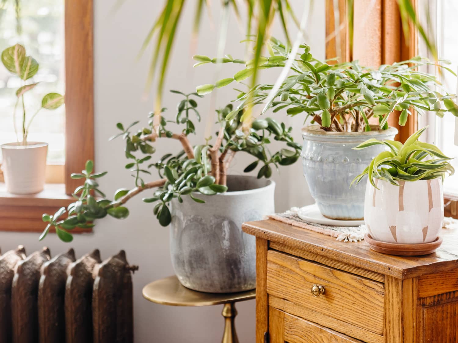 11 Outdoor Plants That Absorb Odors (Detailed List) atelieryuwa.ciao.jp