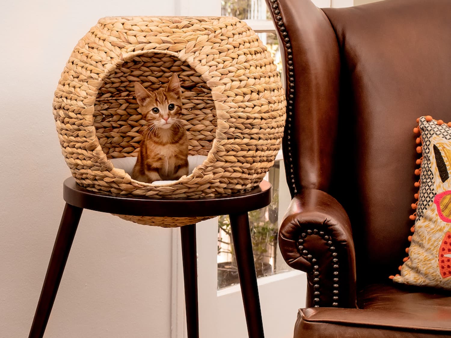 Cat furnishings clearance