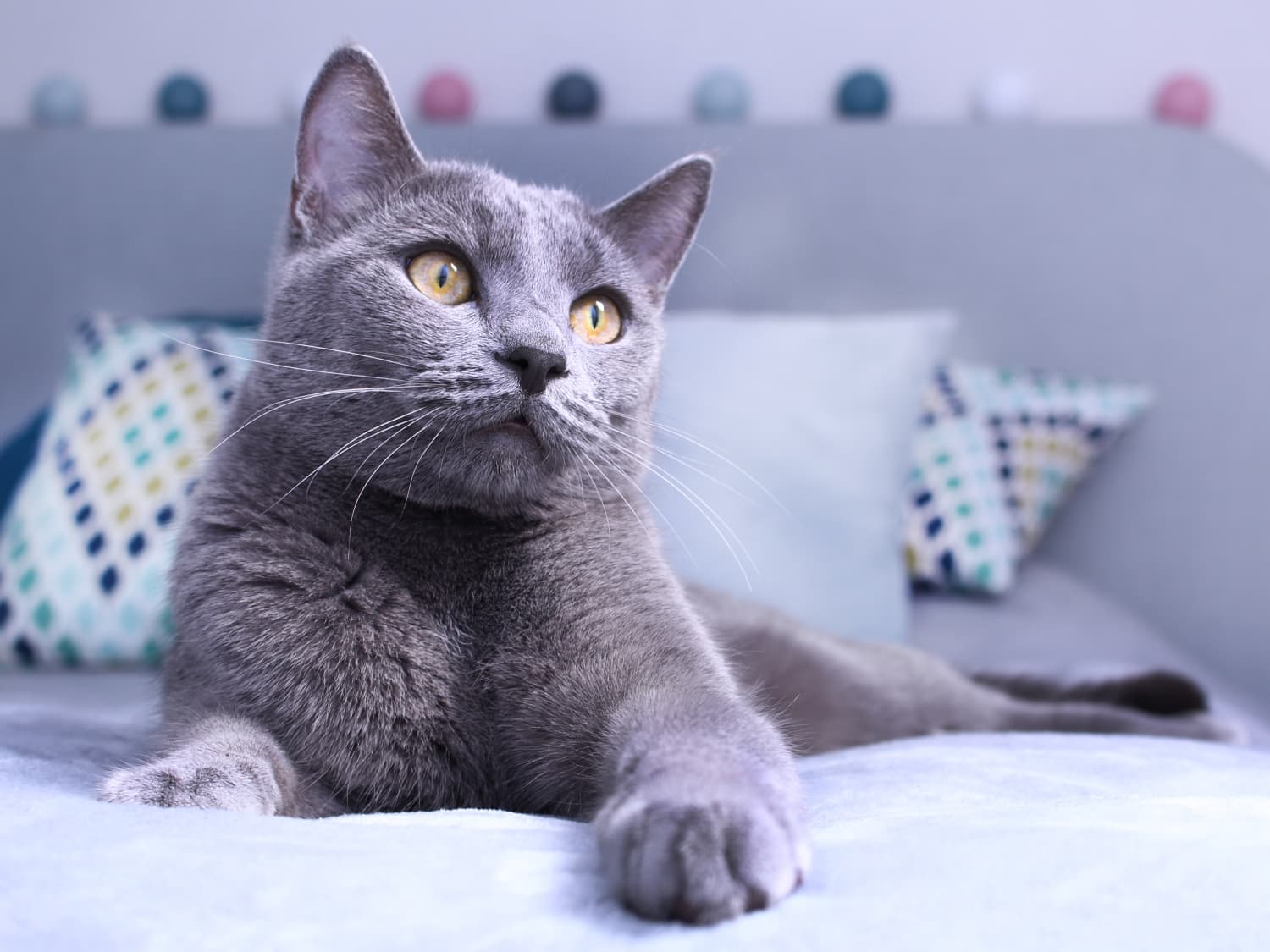 Teacup russian blue sales cat