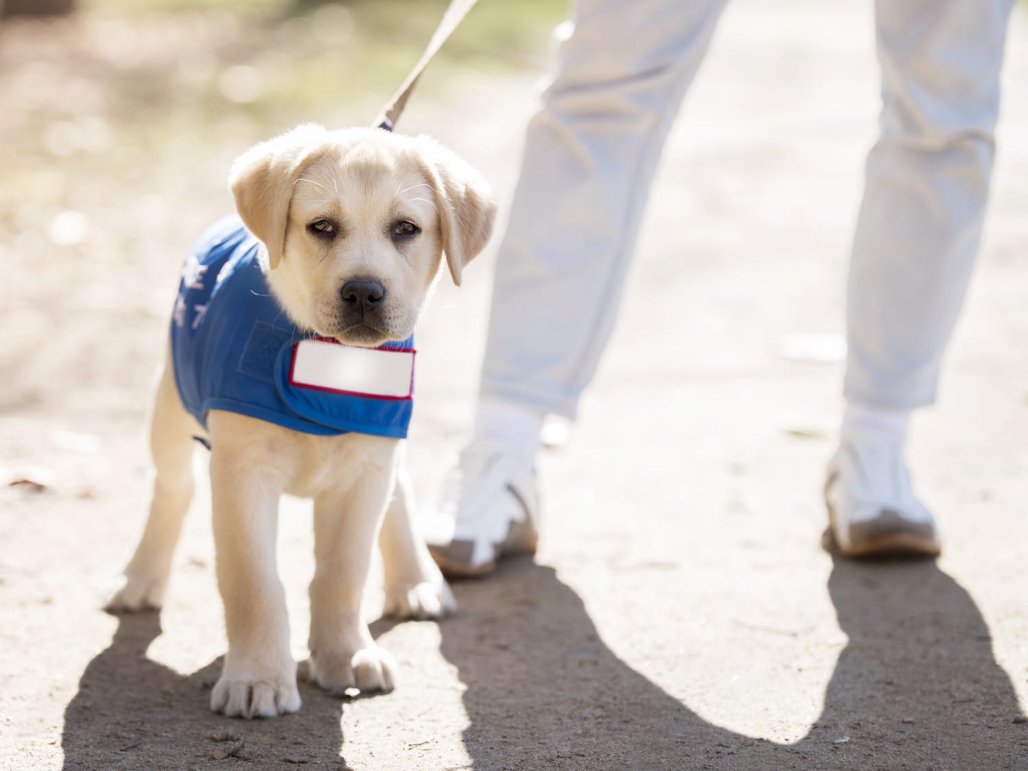 Retired guide shop dogs for adoption