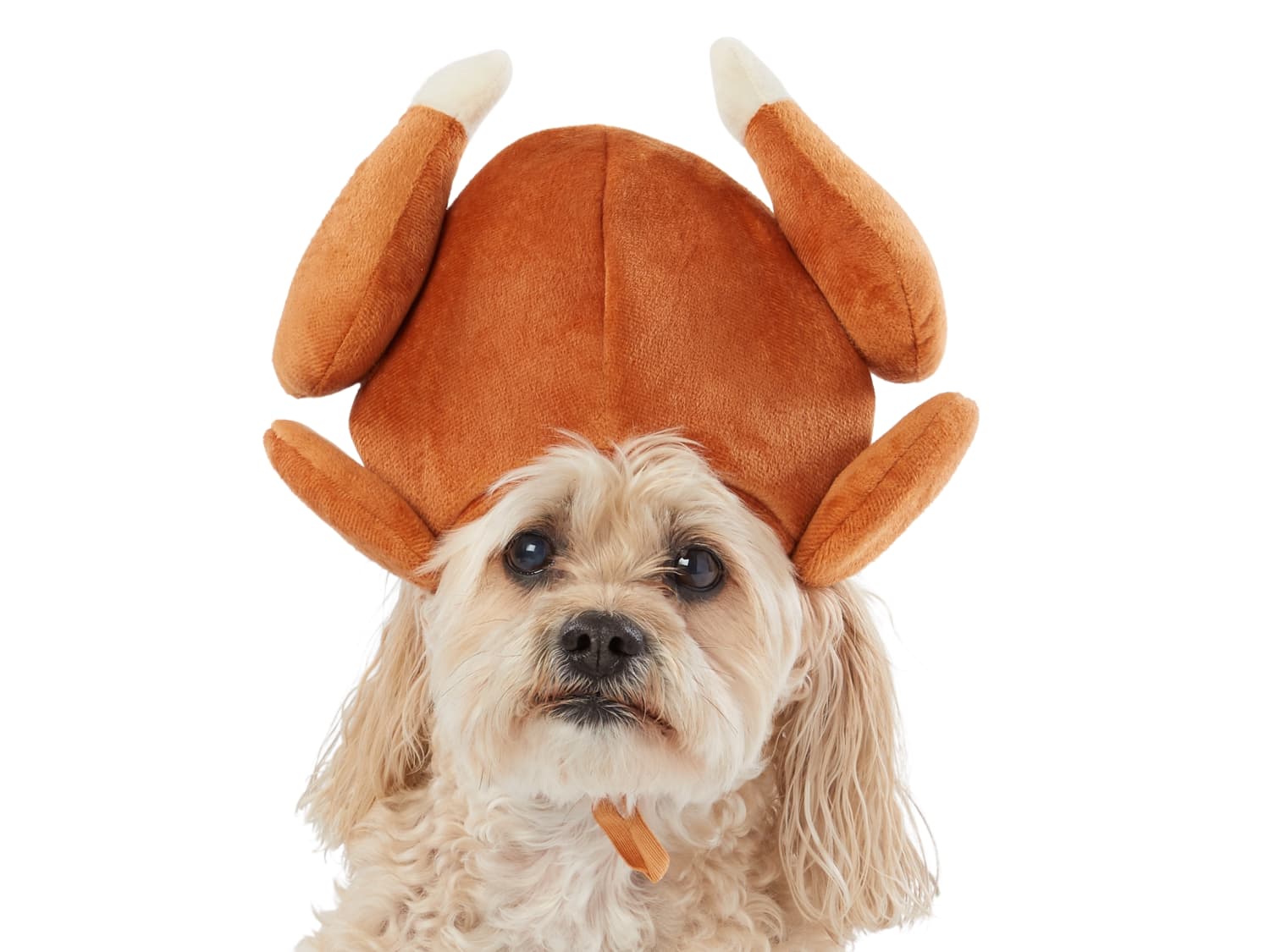 PetSmart Thanksgiving Collection 2019 Apartment Therapy