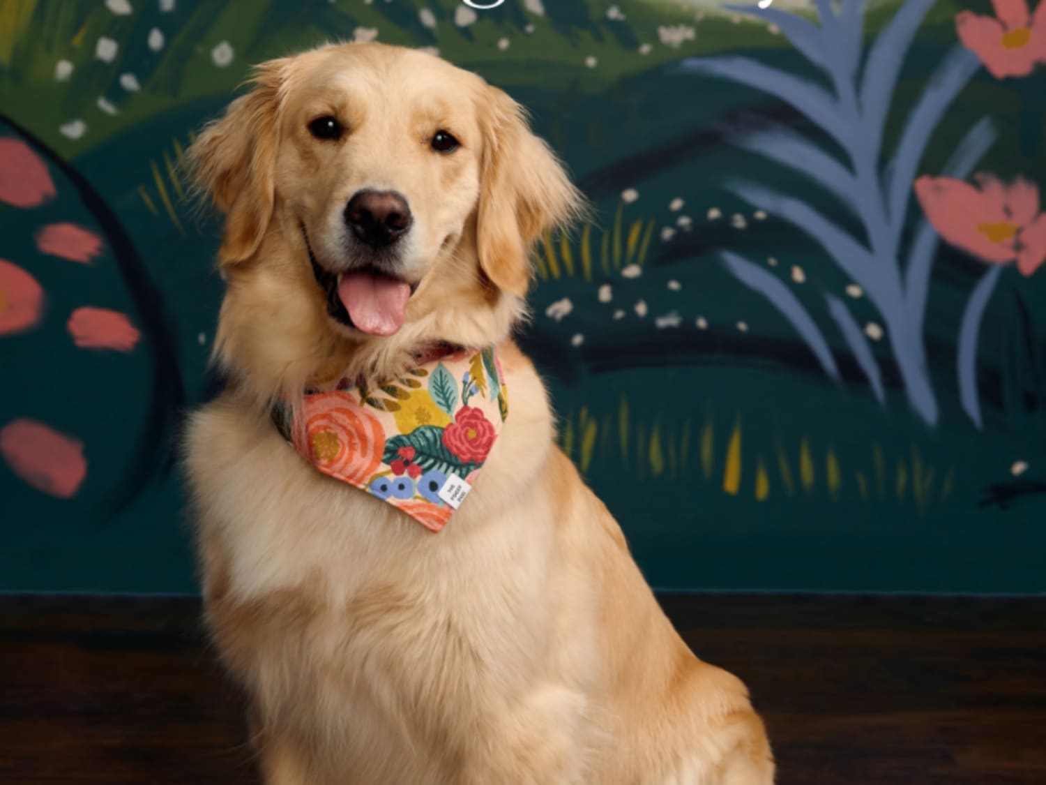 Rifle paper dog collar best sale