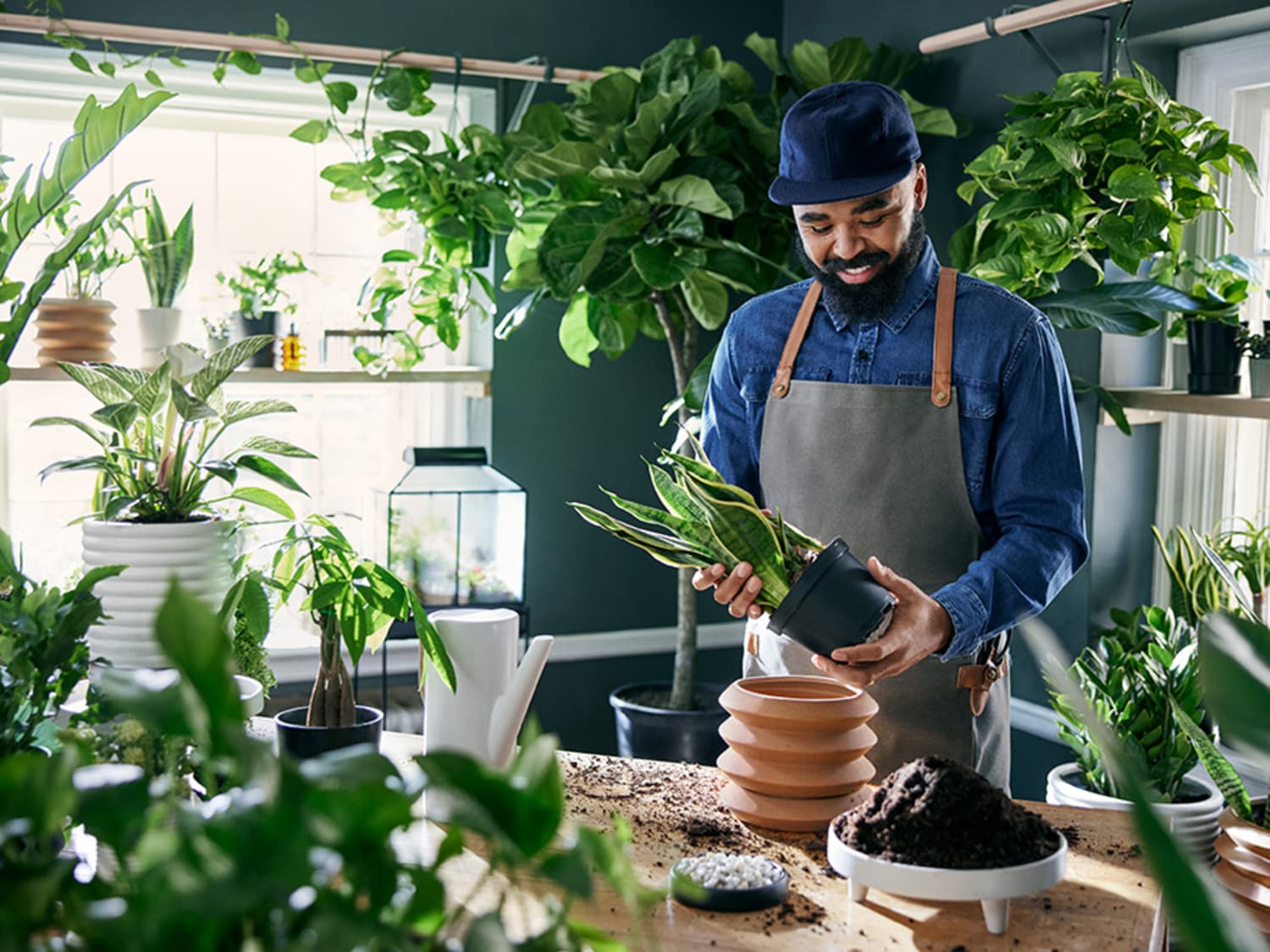 Target online potted plants