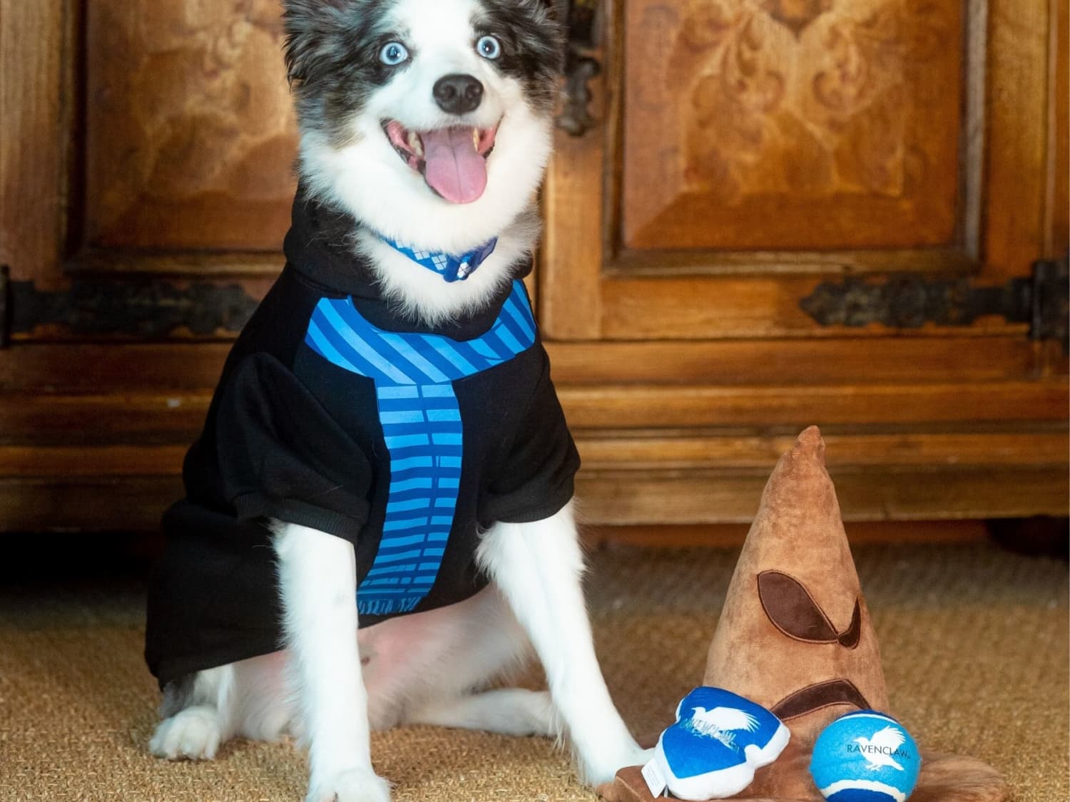 Petsmart puppy clothes sales