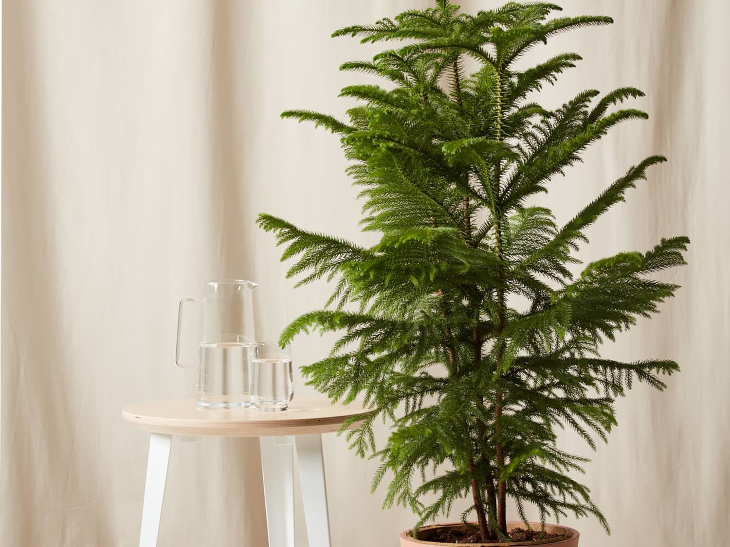 26 Christmas Norfolk Pine Stem by Bloom Room