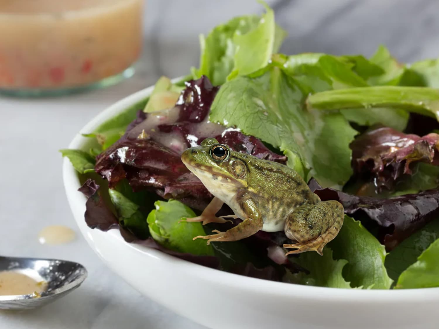 Live Frog Found In Organic Salad Greens In Wisconsin Kitchn