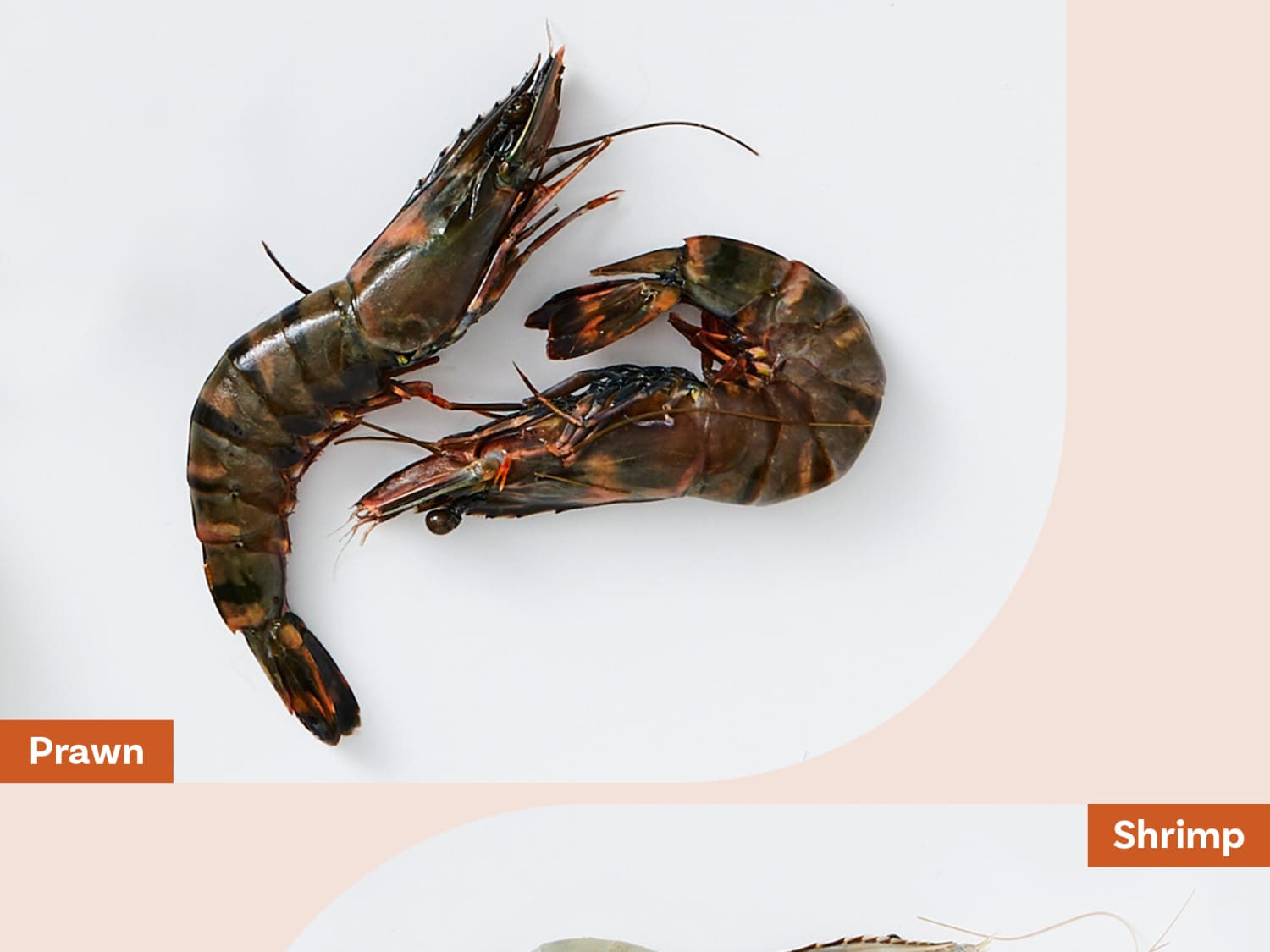 Diferences between shrimps and prawns