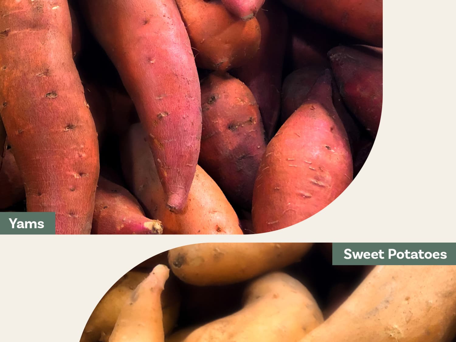 Yam vs Sweet Potato: What Exactly Is the Difference?