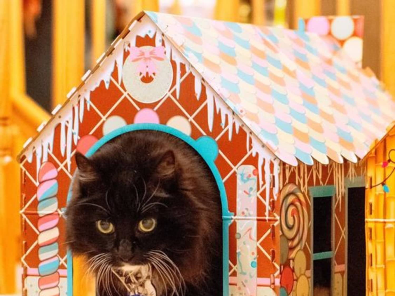 Aldi Fans Are Obsessed With These 8 Holiday Cat Houses Kitchn