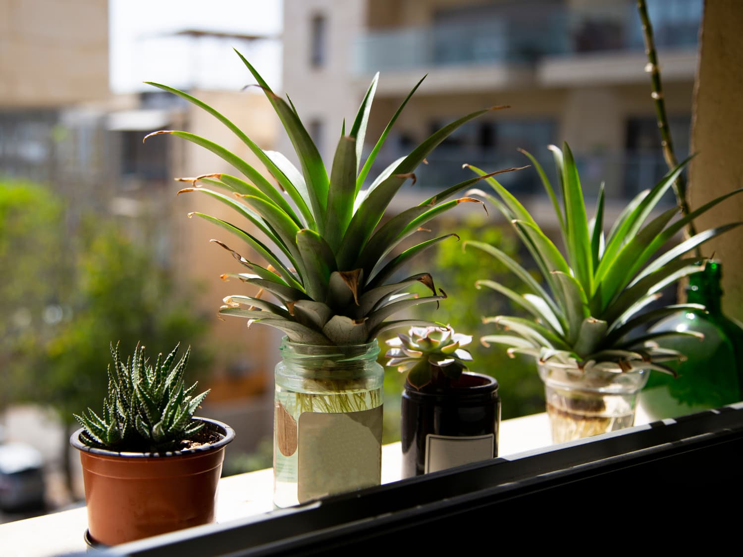 best potting soil for pineapple plant Pineapple Plant