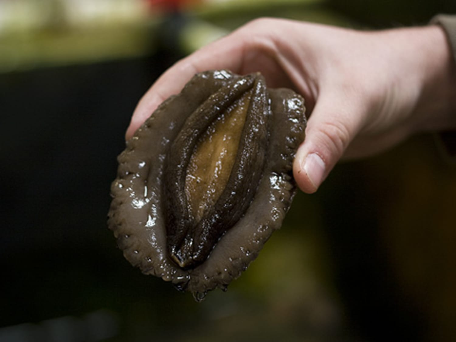 Fresh Abalone from American Abalone in Davenport, CA