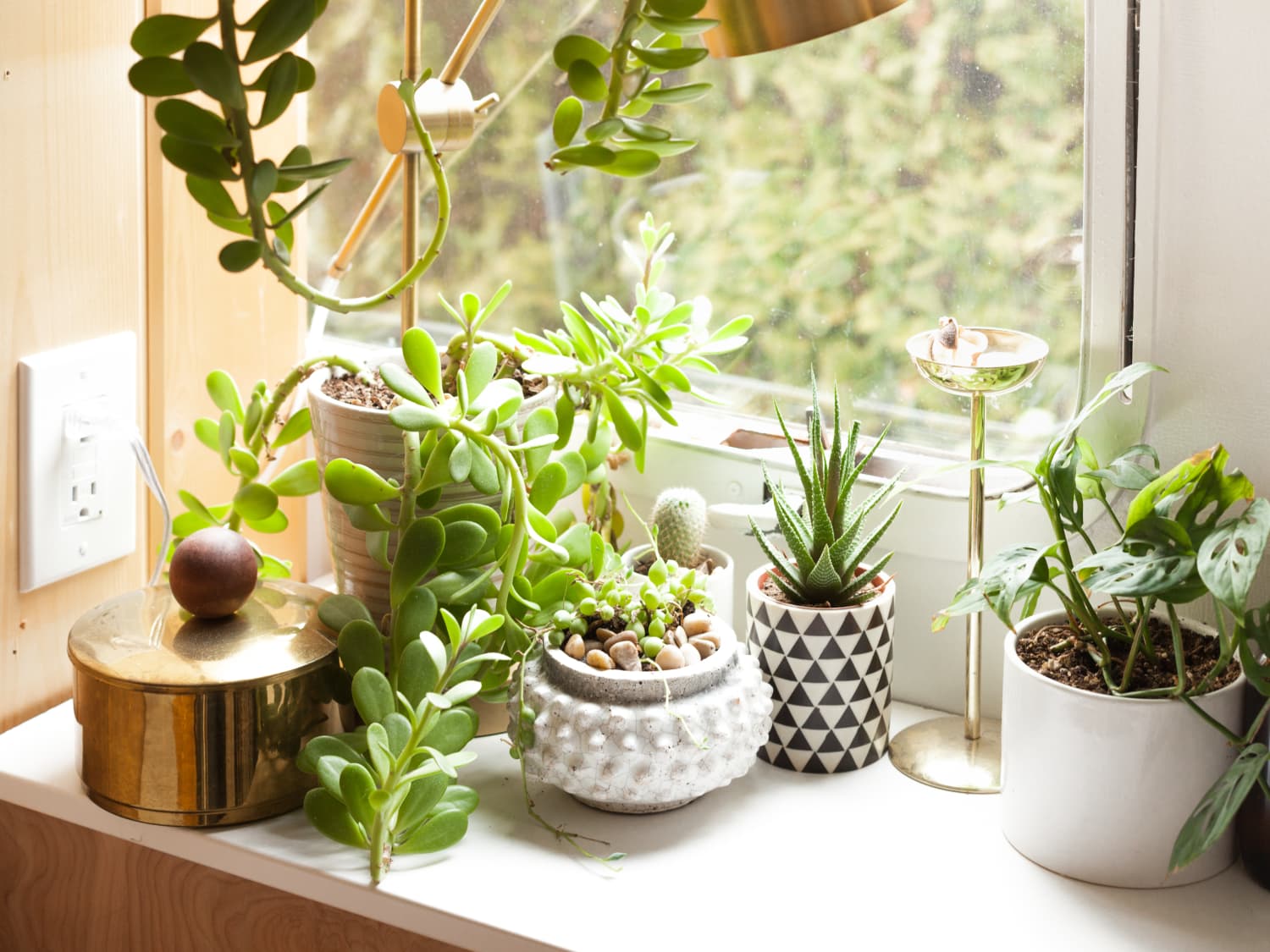 Budget Friendly Sources For Buying Plants Online Apartment Therapy