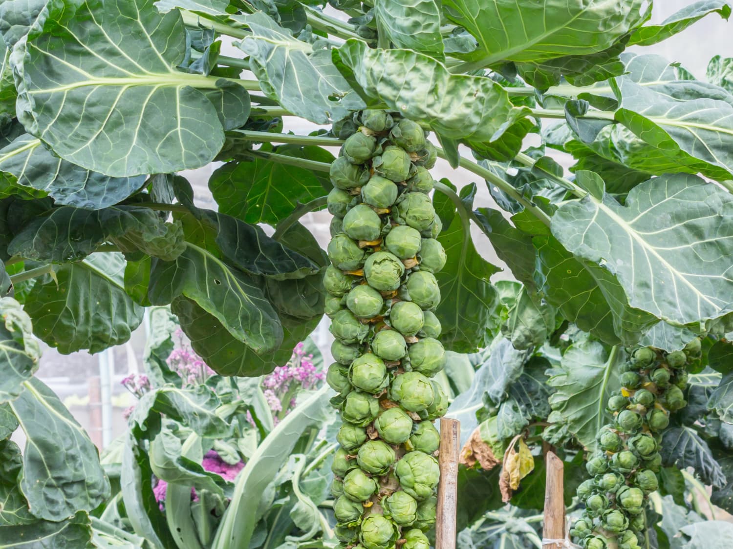 Do You Know How Brussels Sprouts Grow Kitchn