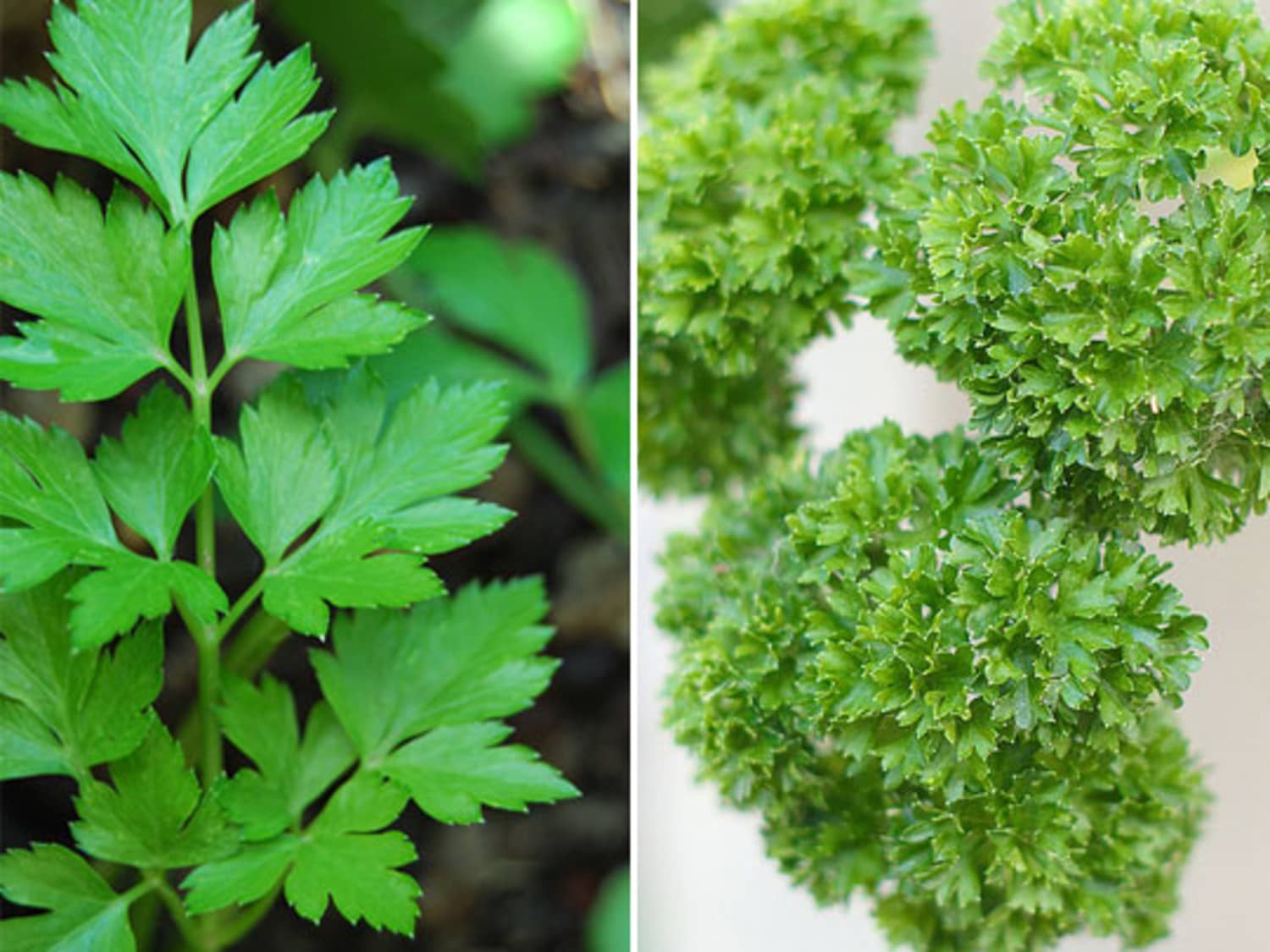 What S The Difference Flat Leaf And Curly Leaf Parsley Kitchn