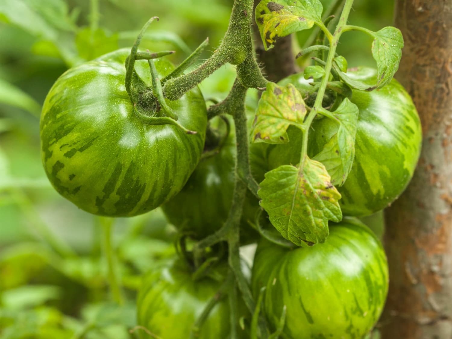 where to buy green tomatoes in melbourne