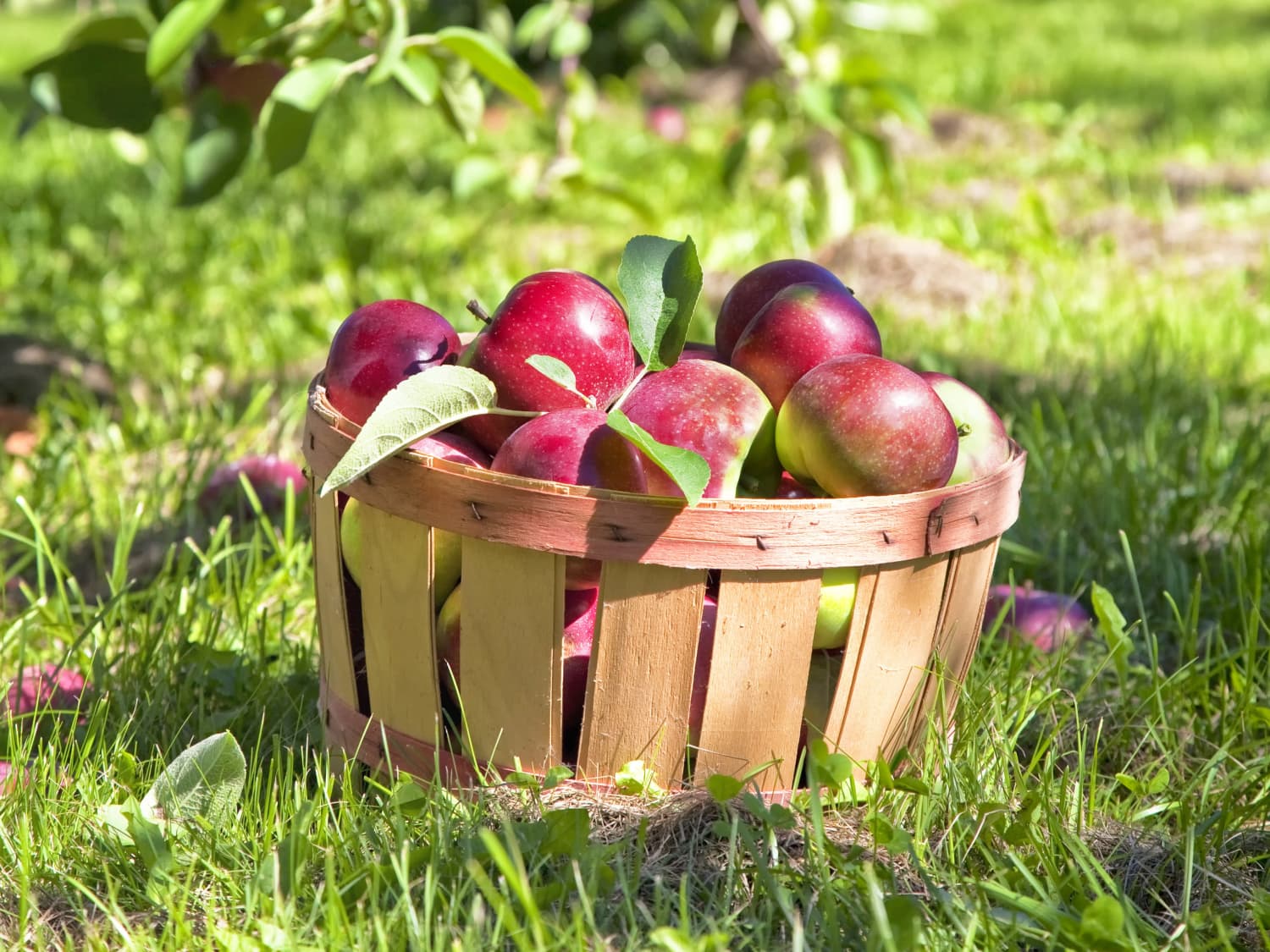How To Easily Pick Out A Pound Of Apples Without A Scale