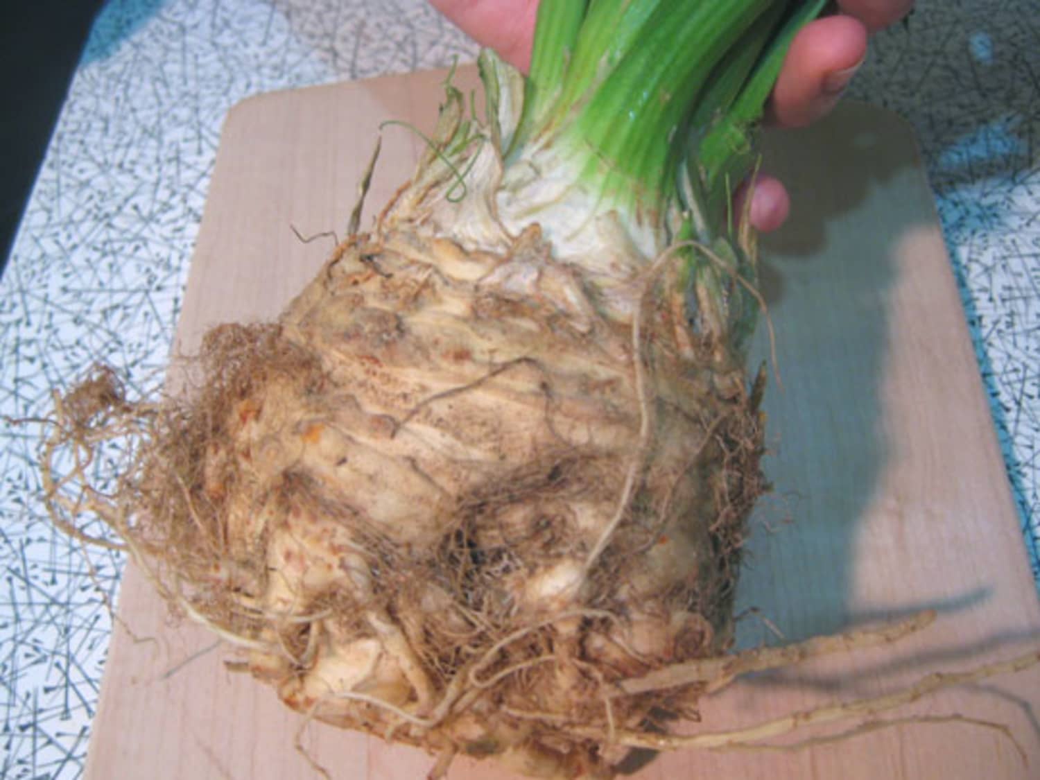 How To Peel Celery Root | Kitchn